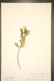Catharanthus roseus RCPGdnHerbarium (193).JPG